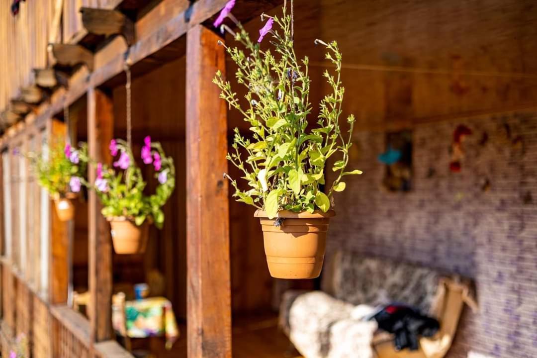 Guest House Old Omalo Εξωτερικό φωτογραφία